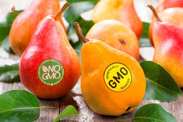 NHỮNG ĐIỀU CẦN BIẾT VỀ THỰC PHẨM BIẾN ĐỔI GEN